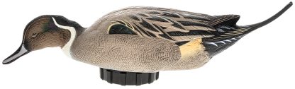 Avian X AVXPSHPNSF Power Shaker  Pintail Surface Feeder Duck Decoy Multi-Color