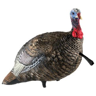 Avian-X LCD Quarter-Strut Jake Turkey Decoy